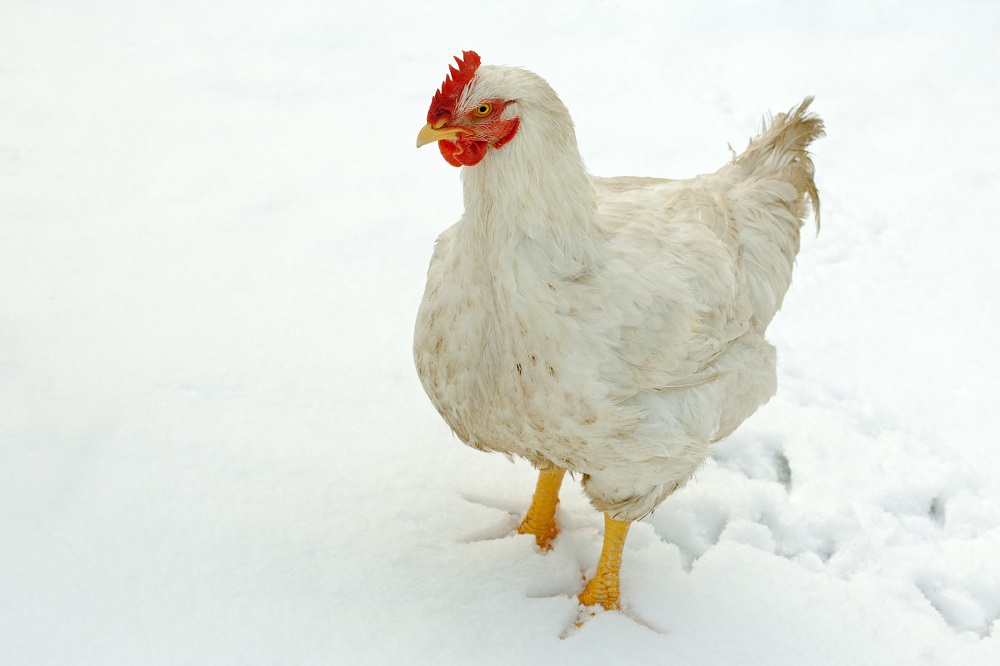 kurczak stojący w śniegu