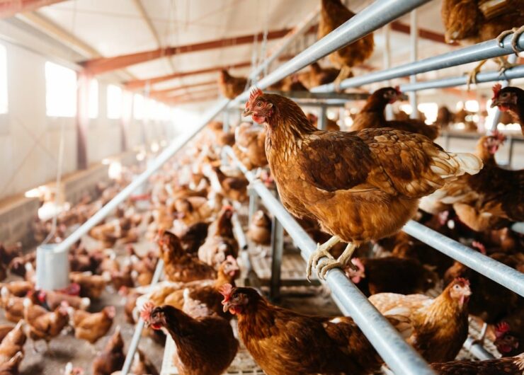 Nowoczesne oświetlenie do kurnika – korzyści dla hodowli