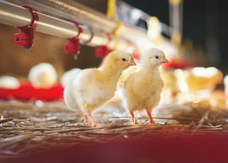 Systemy pojenia dla drobiu – klucz do zdrowia ptaków